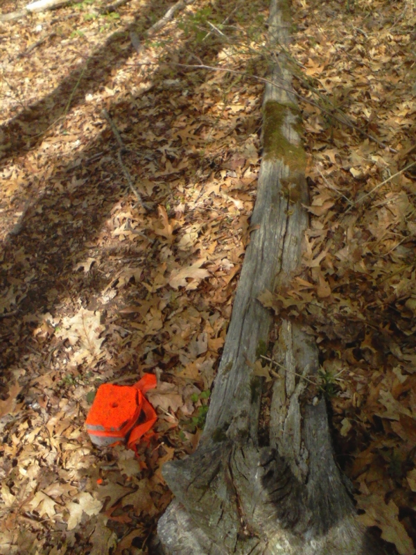 2011-fallen-tree-a-bit-of-rural-in-suburbia